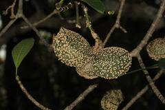 Tabernaemontana elegans