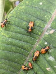 Oncopeltus fasciatus