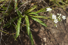 Alepidea serrata