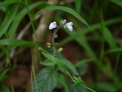 Scutellaria violacea
