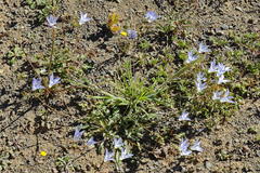 Wahlenbergia androsacea