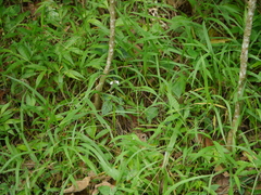 Scutellaria violacea