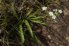 Alepidea serrata