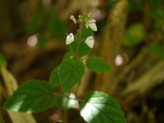 Scutellaria violacea