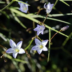 Wahlenbergia androsacea