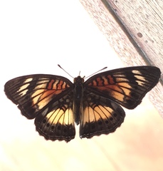 Junonia sophia