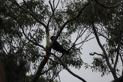 Zanda funerea xanthanota