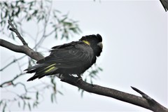 Zanda funerea xanthanota