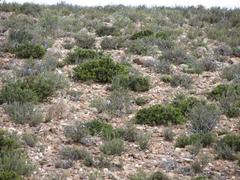 Eupodotis vigorsii vigorsii
