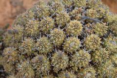 Anthacanthae
