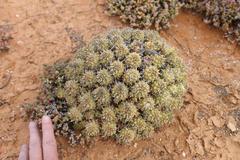 Anthacanthae