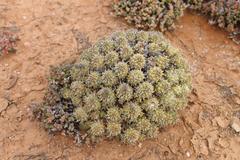 Anthacanthae