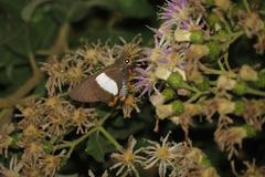 Coeliades forestan forestan