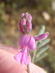 Indigofera declinata
