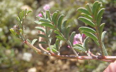 Indigofera declinata