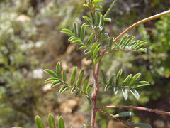 Indigofera declinata