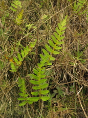 Pleopeltis thyssanolepis