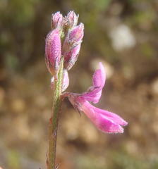 Indigofera declinata