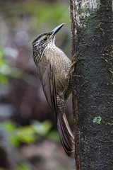 Dendrocolaptes platyrostris