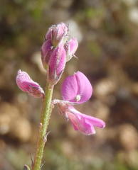 Indigofera declinata