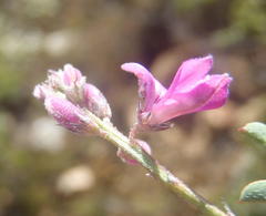 Indigofera declinata
