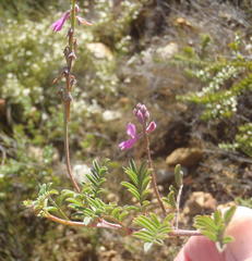 Indigofera declinata