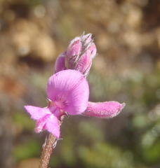 Indigofera declinata