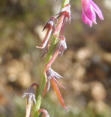 Indigofera declinata