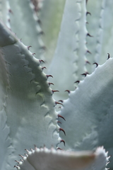 Agave verdensis