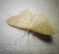 Idaea macilentaria