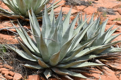 Agave verdensis