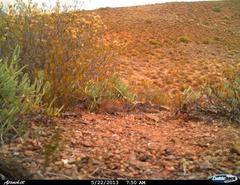 Elephantulus rupestris