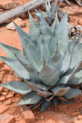 Agave verdensis