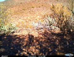 Elephantulus rupestris