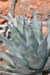 Agave verdensis