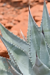Agave verdensis