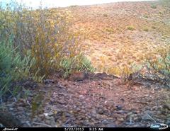 Elephantulus rupestris