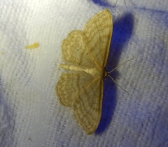 Idaea macilentaria