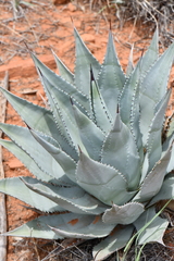 Agave verdensis