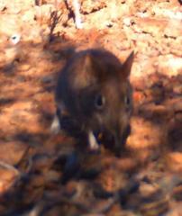 Elephantulus rupestris