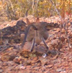 Elephantulus rupestris