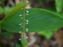 Scutellaria violacea