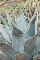 Agave verdensis