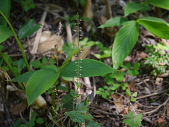 Scutellaria violacea