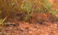 Elephantulus rupestris