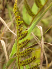 Pleopeltis thyssanolepis