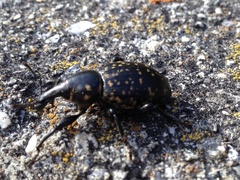 Liparus glabrirostris