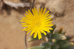 Malephora crassa