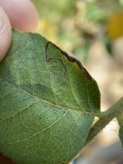 Stigmella longisacca