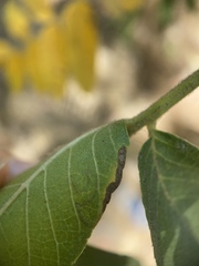 Stigmella longisacca